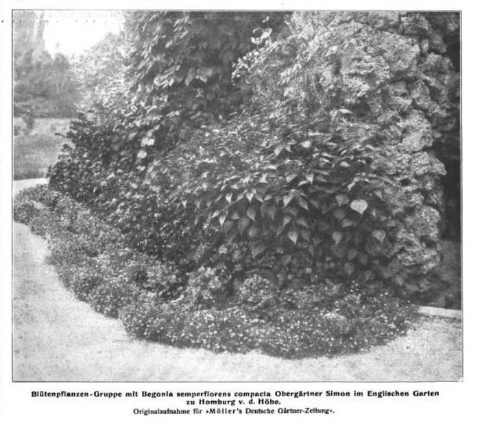 B. ‘Compacta’